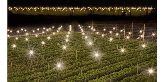 High energy! LED plant farm can produce both vegetables and heat